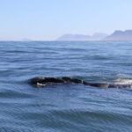 Hermanus: Whale Watching Tour with Scenic Coastal Views - Highlights From Tour Reviews