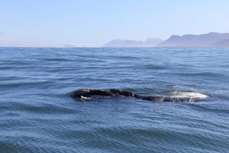 Hermanus: Whale Watching Tour with Scenic Coastal Views - Highlights From Tour Reviews