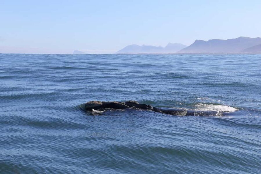 Hermanus: Whale Watching Tour with Scenic Coastal Views - Highlights From Tour Reviews