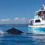 Hervey Bay: 3/4 Day Whale Watching Cruise with Lunch - Why This Tour Offers Great Value