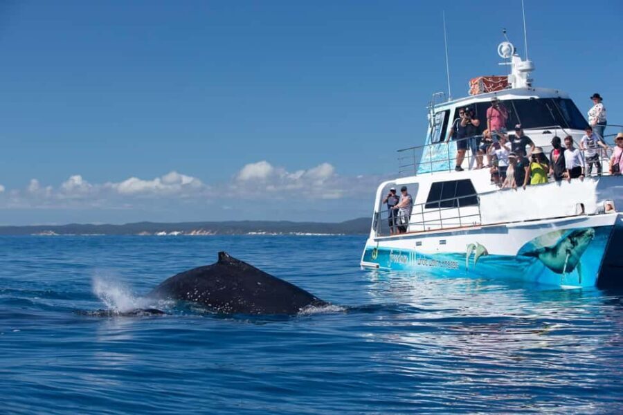 Hervey Bay: 3/4 Day Whale Watching Cruise with Lunch - Why This Tour Offers Great Value