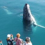 Hervey Bay 4-Hour Whale Watch Encounter - The Value and Experience Quality