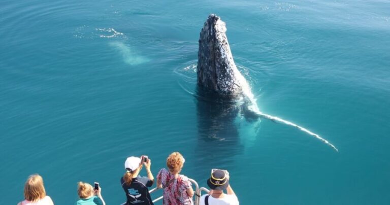 Hervey Bay 4-Hour Whale Watch Encounter - The Value and Experience Quality