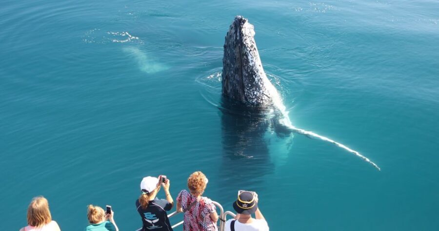 Hervey Bay 4-Hour Whale Watch Encounter - The Value and Experience Quality