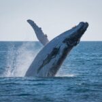 Hervey Bay: Best Value Half Day Whale Watching Cruise - What Makes This Tour Special?