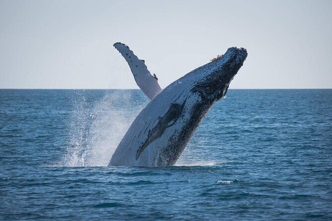 Hervey Bay: Best Value Half Day Whale Watching Cruise - What Makes This Tour Special?