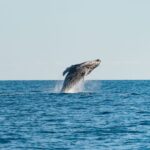 Hervey Bay: Exclusive Whale Watch Encounter - Detailed Breakdown of the Itinerary