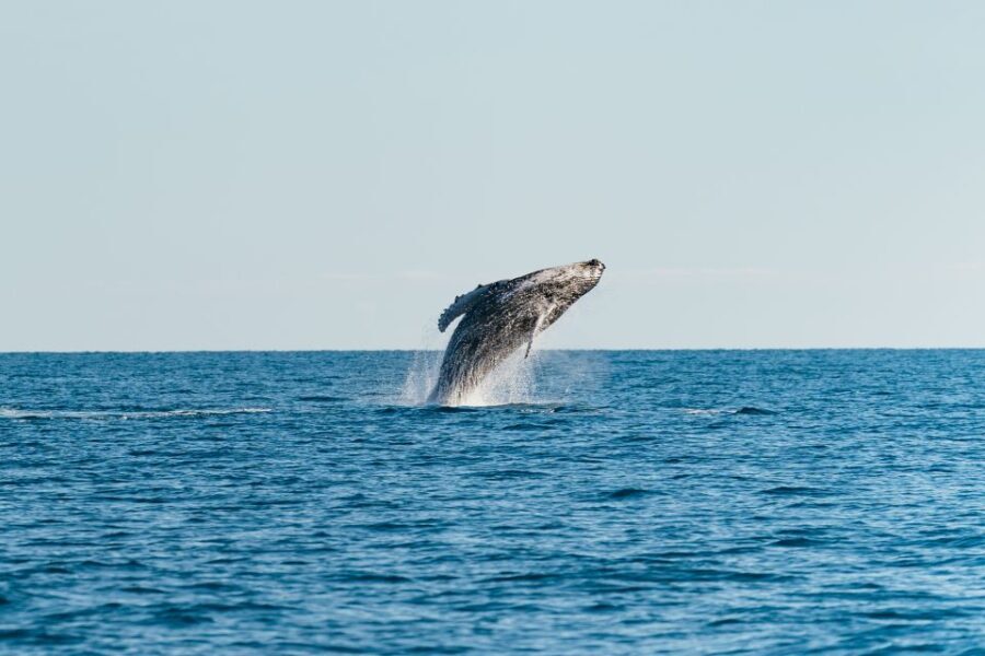 Hervey Bay: Exclusive Whale Watch Encounter - Detailed Breakdown of the Itinerary
