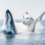 Hervey Bay: Half-Day Whale and Island Adventure by Boat - Why This Tour Offers Great Value