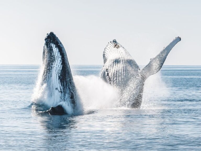 Hervey Bay: Half-Day Whale and Island Adventure by Boat - Why This Tour Offers Great Value