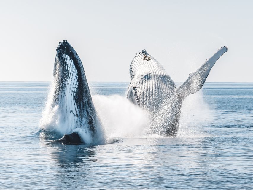 Hervey Bay: Half-Day Whale and Island Adventure by Boat - Why This Tour Offers Great Value