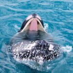 Hervey Bay: Half-Day Whale Watching Cruise - Who Is This Tour Best For?