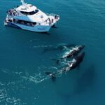 Hervey Bay: Half-Day Whale Watching Cruise with Meal - What to Expect on the Tour