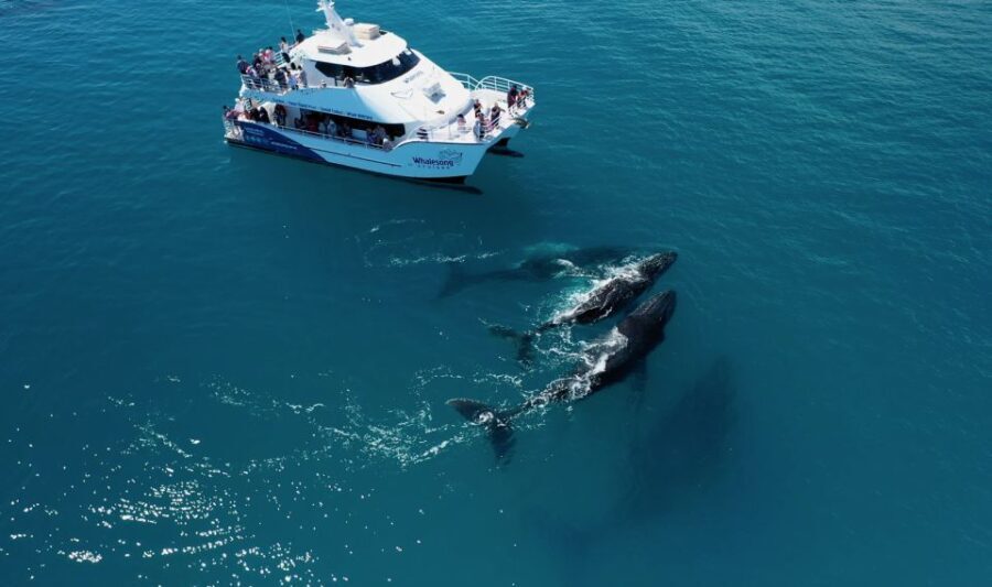 Hervey Bay: Half-Day Whale Watching Cruise with Meal - What to Expect on the Tour