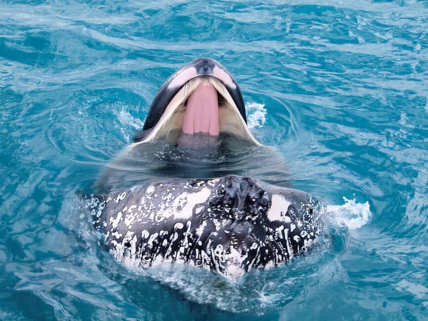 Hervey Bay: Half-Day Whale Watching Cruise - Who Is This Tour Best For?