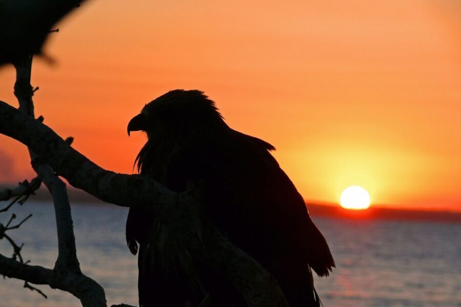 Hervey Bay: Relaxing Sunset Cruise with Champagne and Prawns - Authenticity and Comfort