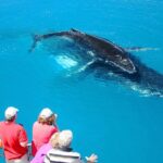 Hervey Bay Whale Watching Cruise - Detailed Itinerary and Highlights