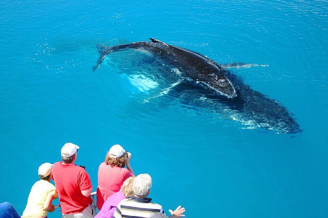Hervey Bay Whale Watching Cruise - Detailed Itinerary and Highlights