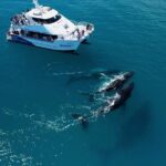 Hervey Bay Whale Watching Experience - Practical Details and Tips