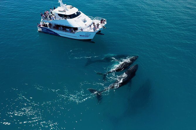 Hervey Bay Whale Watching Experience - Practical Details and Tips