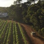 Hidden Gems: Full-Day Wine, Scones, Lunch and Local Produce Tour - What We Love About This Tour