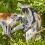 Hidden Zanzibar's Magic: Marine Life, Culture, and Advanture - Exploring Zanzibar’s Marine Life and Beyond