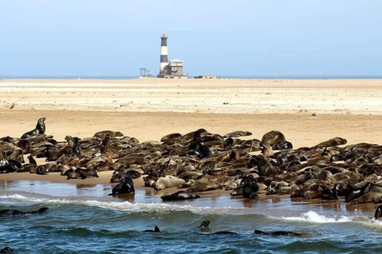 Highlights of Walvis Bay Private Tour - Why This Tour Offers Great Value