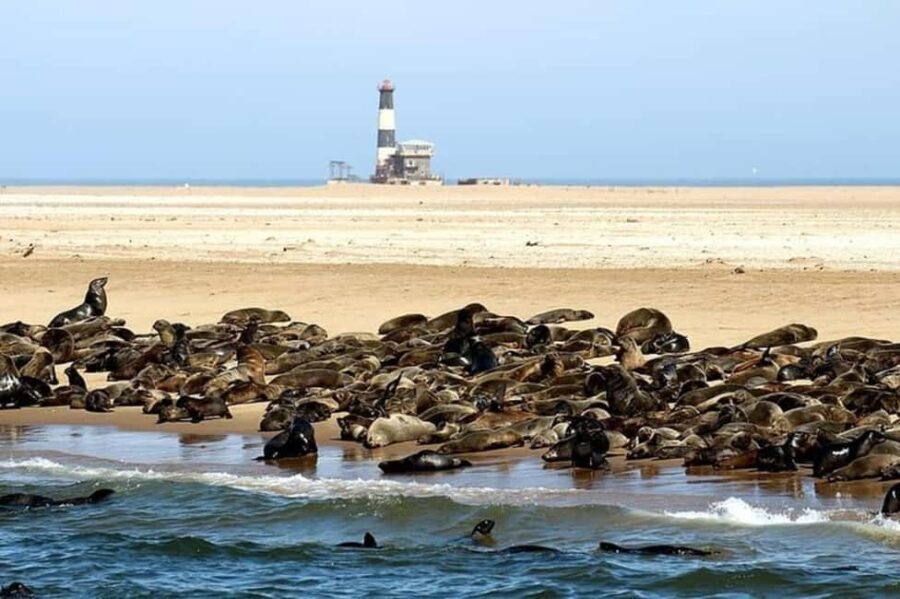 Highlights of Walvis Bay Private Tour - Why This Tour Offers Great Value
