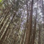 Hike in The Karura Forest - What to Expect from the Karura Forest Hike