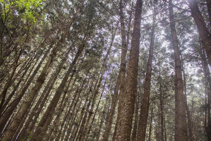 Hike in The Karura Forest - What to Expect from the Karura Forest Hike