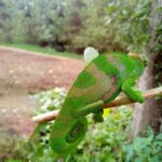 Hike in the Mazumbai forest - Who Should Consider This Tour?