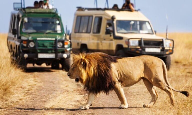 Hluhluwe Imfolozi Big 5 Full Day Tour from Durban - The Practical Details