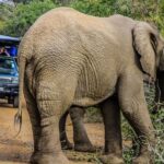 Hluhluwe-Imfolozi: Big 5 Full or Half-Day Safari - The Safari Experience: What to Expect