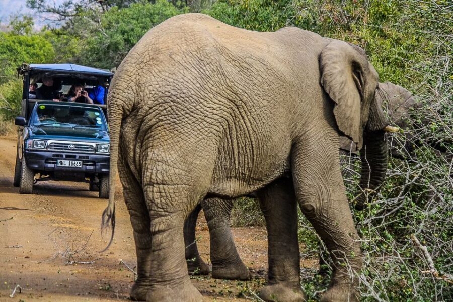 Hluhluwe-Imfolozi: Big 5 Full or Half-Day Safari - The Safari Experience: What to Expect