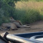Hluhluwe Imfolozi Park and St lucia hippos cruise boat - Why This Tour Is a Great Choice