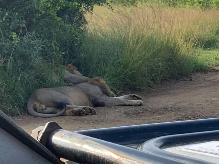 Hluhluwe Imfolozi Park and St lucia hippos cruise boat - Why This Tour Is a Great Choice