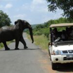 Hluhluwe-iMfolozi Park - Open Safari Vehicle Game Drives - What’s Included and What’s Not