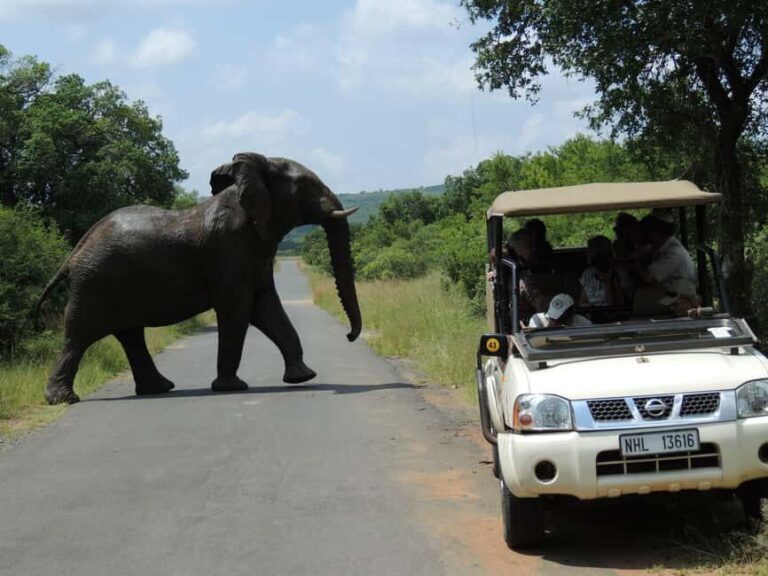 Hluhluwe-iMfolozi Park - Open Safari Vehicle Game Drives - What’s Included and What’s Not