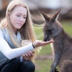 Hobart: Admission Ticket to Bonorong Wildlife Sanctuary - The Itinerary Breakdown
