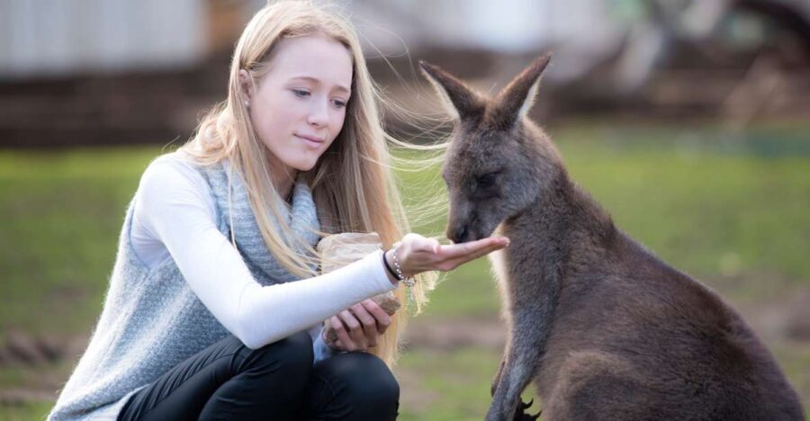 Hobart: Admission Ticket to Bonorong Wildlife Sanctuary - The Itinerary Breakdown