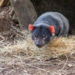 Hobart Highlights Day Tour - Practical Aspects of the Tour