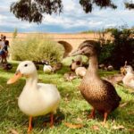 Hobart: nipaluna Half-Day Highlights Tour - Value and Practicality