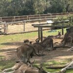 Hobart Signature Shore Excursion Small Group - What’s Included & What to Consider