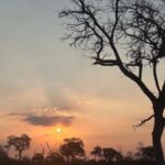 Hoedspruit: Dinner in the Bush & Safari Game Drive - What Makes This Tour Stand Out?
