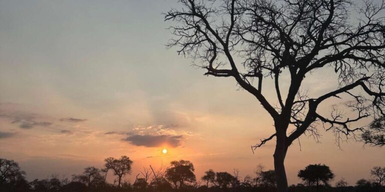 Hoedspruit: Dinner in the Bush & Safari Game Drive - What Makes This Tour Stand Out?
