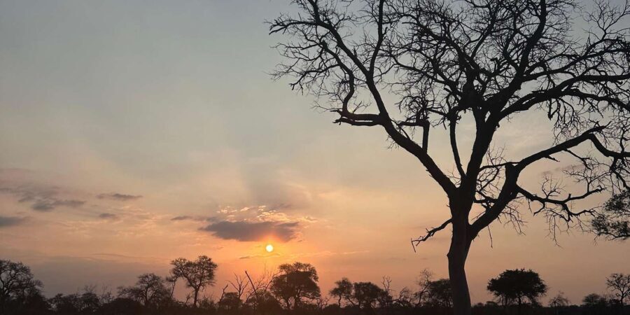 Hoedspruit: Dinner in the Bush & Safari Game Drive - What Makes This Tour Stand Out?