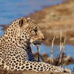 Hoedspruit: Evening Safari In Greater Kruger Private Reserve - The Magic of the Sundowner Experience