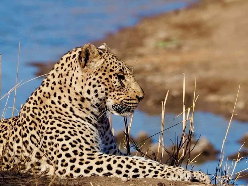 Hoedspruit: Evening Safari In Greater Kruger Private Reserve - The Magic of the Sundowner Experience
