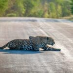 Hoedspruit: Full Day in ICONIC Kruger National Park - Key Points