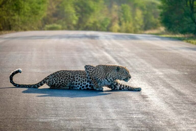 Hoedspruit: Full Day in ICONIC Kruger National Park - Key Points